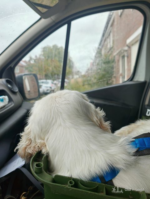 Test, Boskamp, Olst