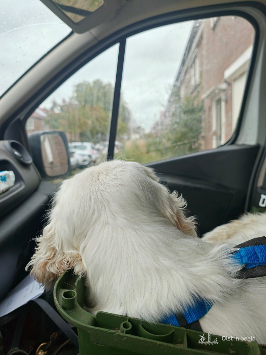 Test, Boskamp, Olst